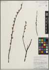 Foto von Salix planifolia Pursh